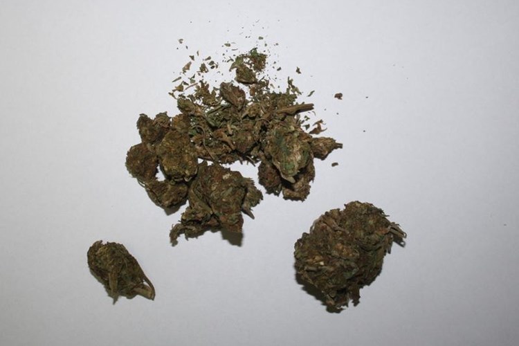 Slika vijesti/2014/Marihuana-Delnice (6).JPG